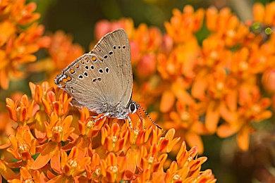 《守望先锋2》“索杰恩”官方技能介绍 高机动高伤害